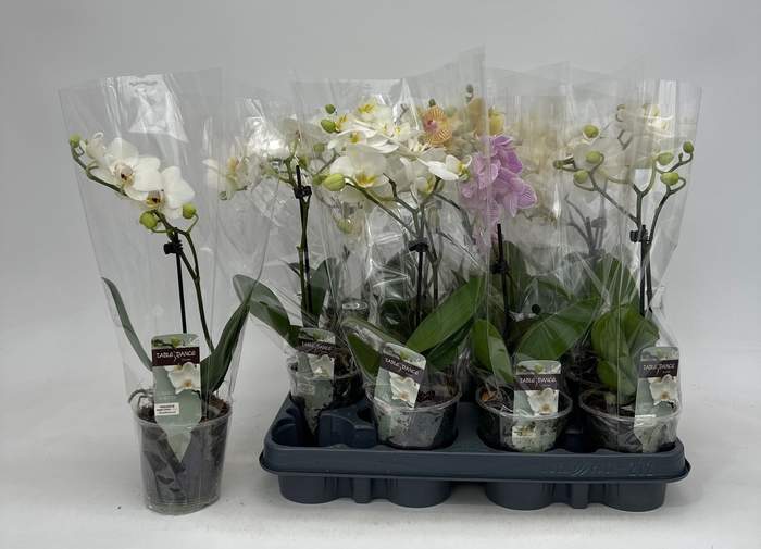 <h4>PHAL GEM</h4>