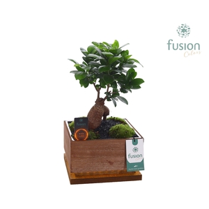 The Green Lighting Garden LED Large bruin vierkant met Bonsai
