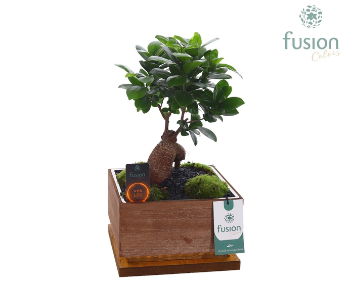 <h4>The Green Lighting Garden LED Large bruin vierkant met Bonsai</h4>