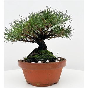 Pinus thunbergii, 16cm. (single item)