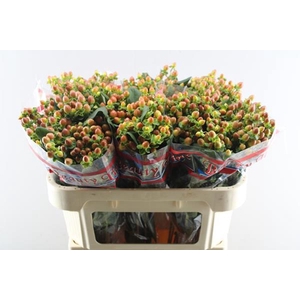 Hypericum Coral (brons)