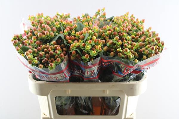 <h4>Hypericum Coral (brons)</h4>