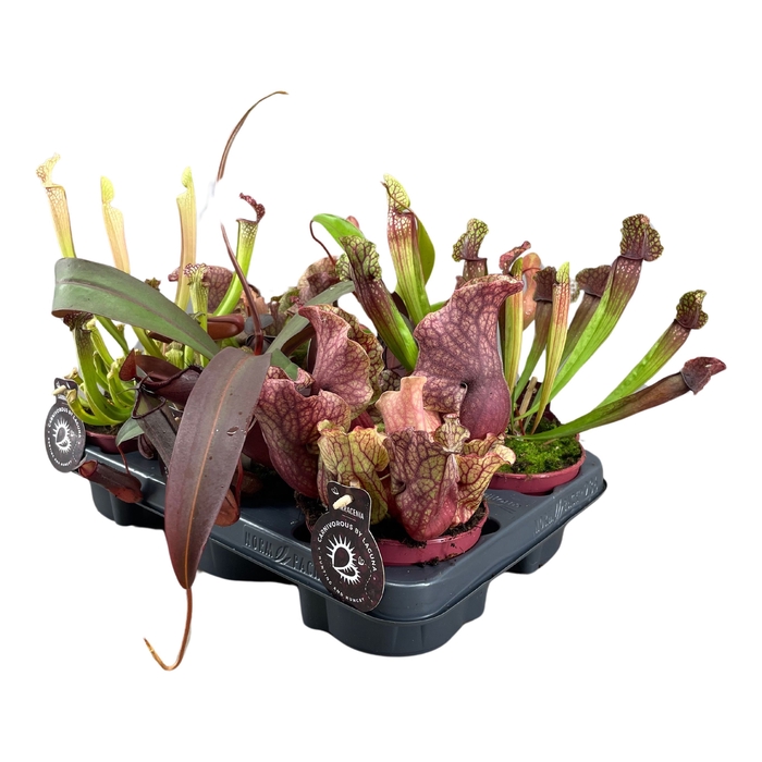 <h4>Vleesetende Planten Gemengd</h4>