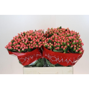 Hypericum Sweet Romance