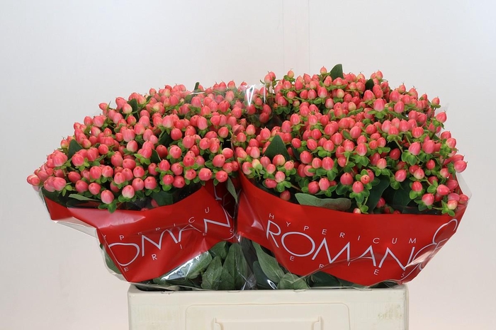 Hypericum Sweet Romance