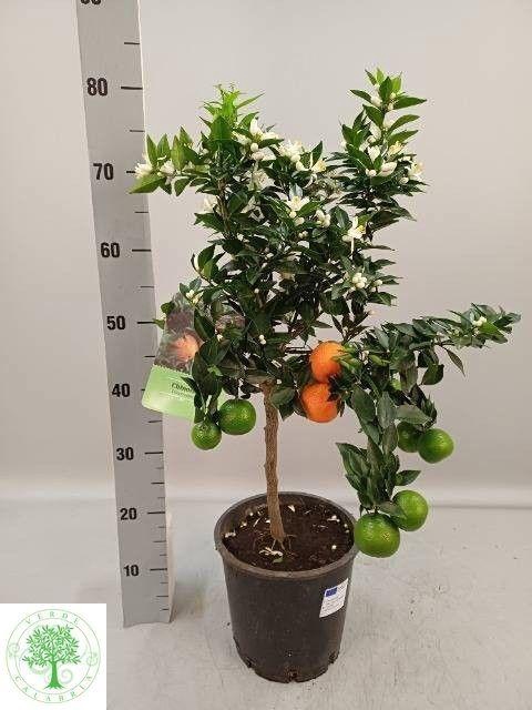 <h4>CITR AU CHINOTTO</h4>