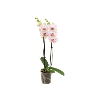 Phal Goya 2T16+