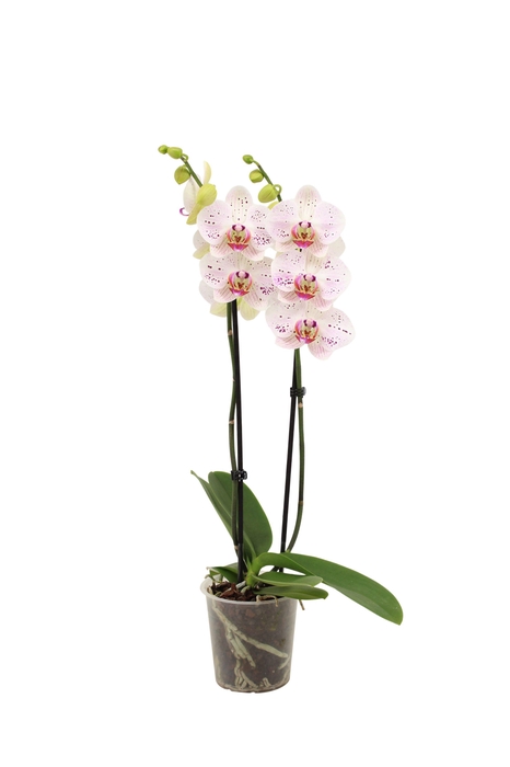 <h4>Phal Goya 2T16+</h4>
