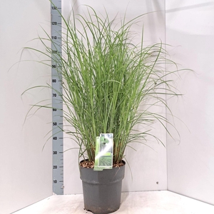 Miscanthus sinensis Gracillimus