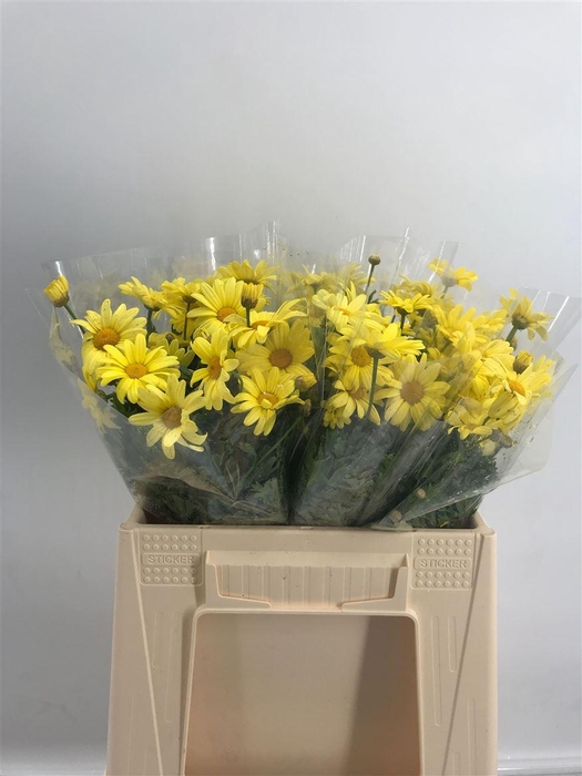 <h4>ARG LA RITA YELLOW</h4>