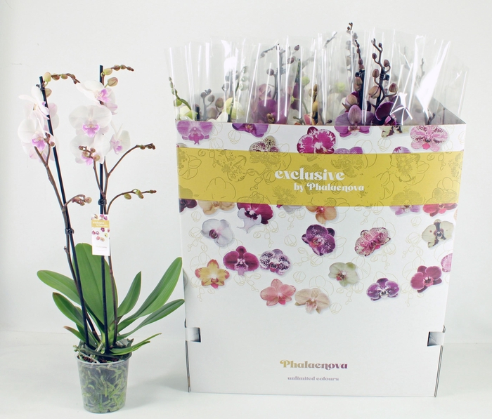 <h4>PHAL GEM 10 KL</h4>