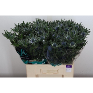 Eryn Orion Qstar 60cm