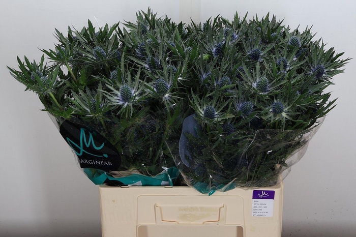 <h4>Eryn Orion Qstar 60cm</h4>