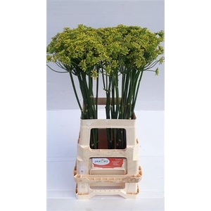 Frule Foeniculum Vulgare