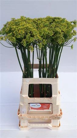 <h4>Frule Foeniculum Vulgare</h4>