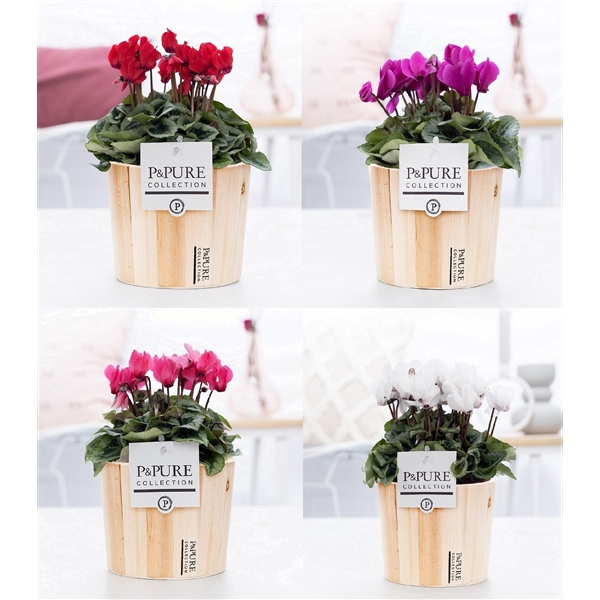 <h4>Cyclamen SS Picasso Mix Wood PC</h4>
