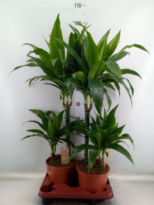 <h4>Dracaena frag. 'Janet Craig'</h4>