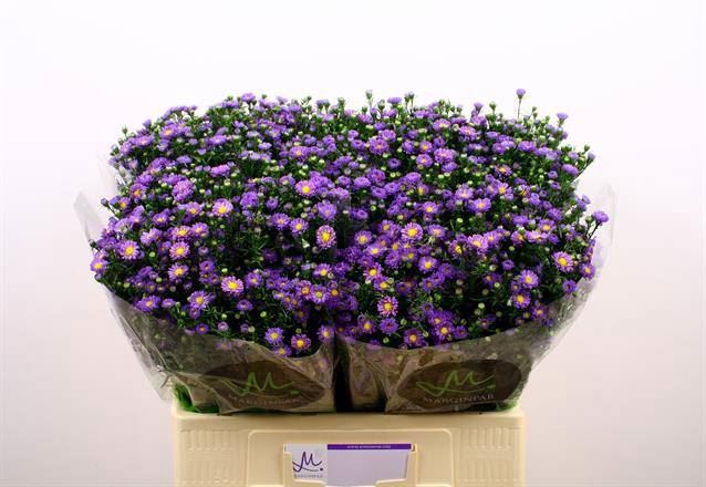 <h4>Aster Teeny Tiny Blue</h4>