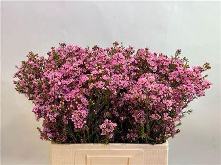 <h4>Chame Sarahs Delight</h4>