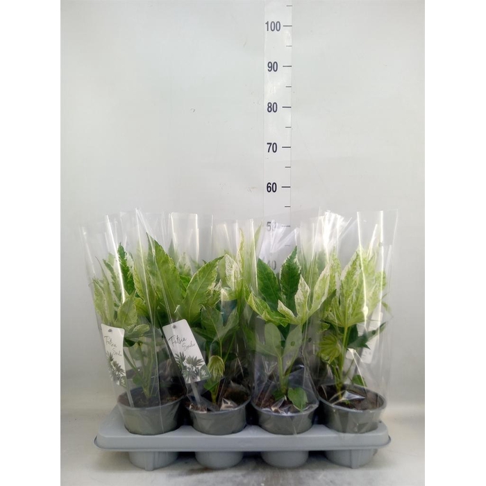 <h4>Fatsia japonica 'Variegata'</h4>