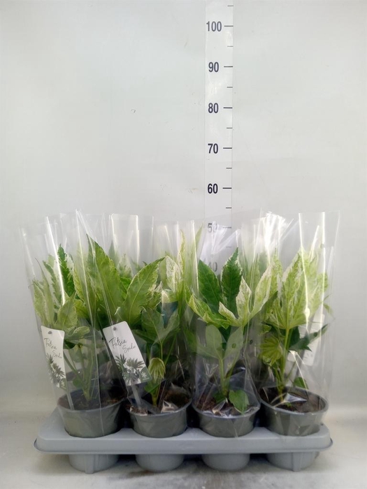 <h4>Fatsia japonica 'Variegata'</h4>