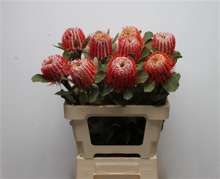 <h4>Banksia Coccinea Large</h4>