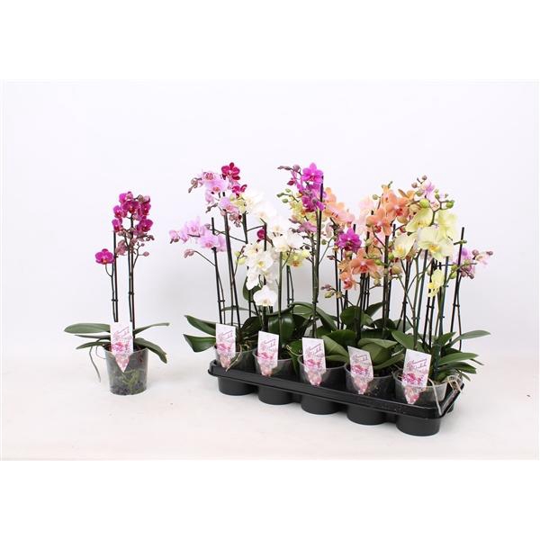 Phal. Multiflora 2-tak mix 