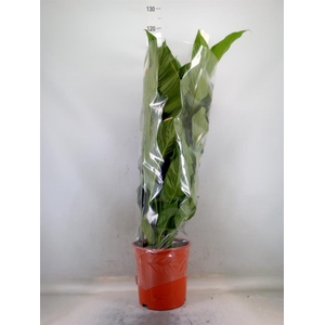 Spathiphyllum  'Sweet Lauretta'