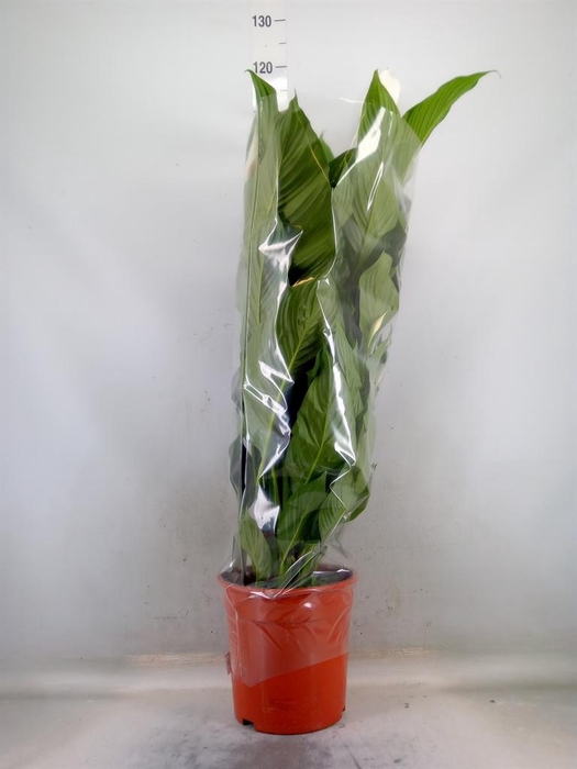 <h4>Spathiphyllum  'Sweet Lauretta'</h4>