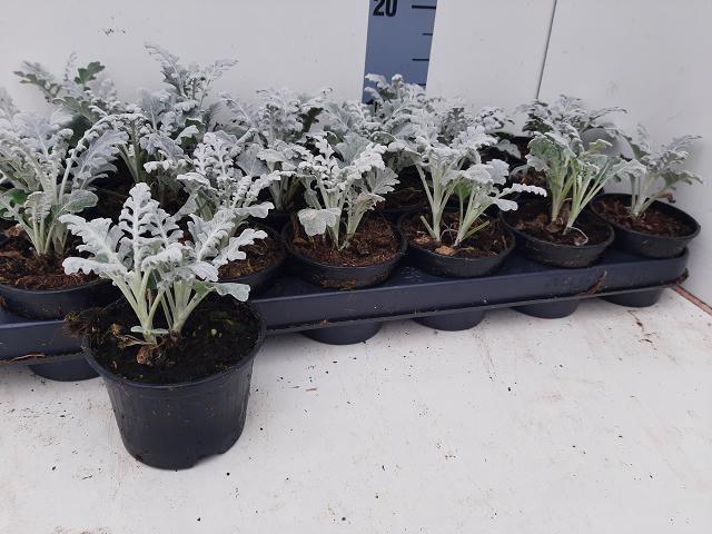 <h4>JACOBAEA MARITIMA</h4>