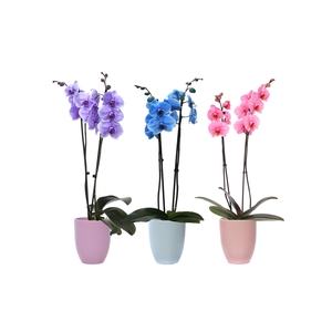 Hugo Pastel Mix Phal I Am Mix 2T14+