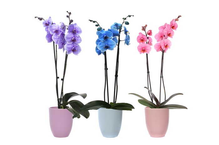 <h4>Hugo Pastel Mix Phal I Am Mix 2T14+</h4>