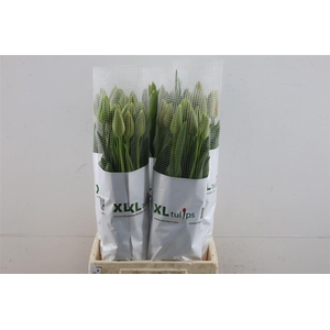 Tu En Fr Menton 50cm