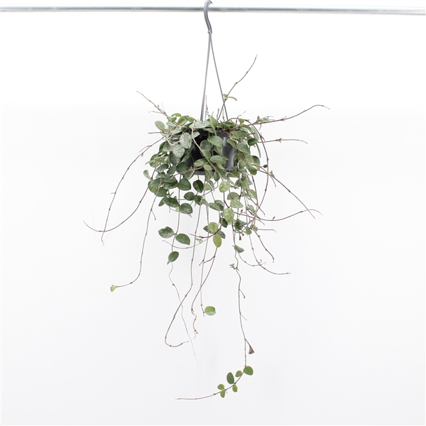<h4>Hoya 'Mathilde' Splash</h4>