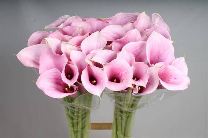 Calla Extase Kallaland