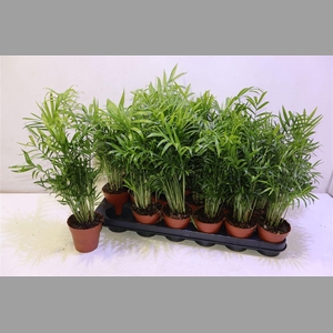 Chamaed Elegans