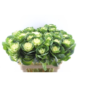 Brassica White Crane