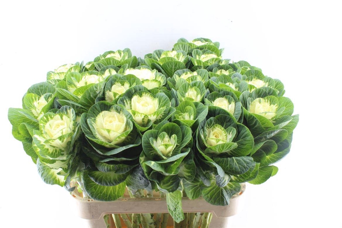 <h4>Brassica White Crane</h4>