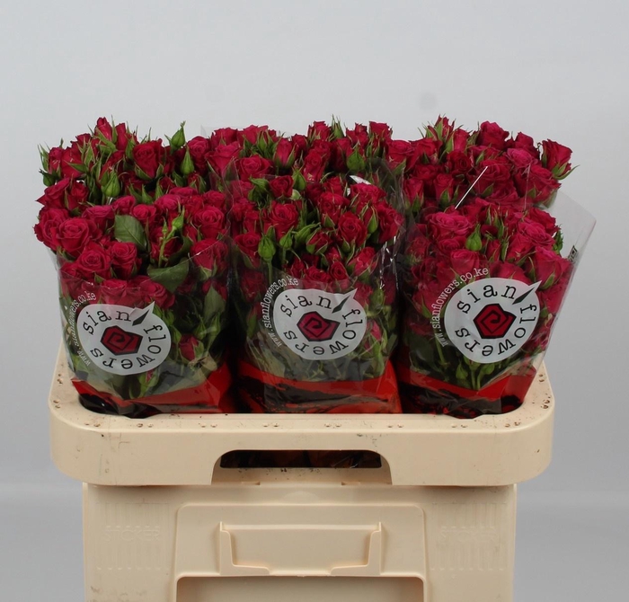 <h4>R TR GLORIOUS</h4>