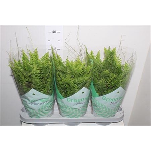 Nephr Ex Green Moment P17