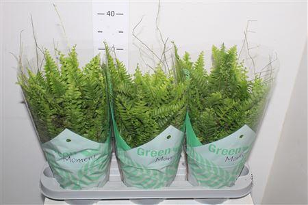 <h4>Nephr Ex Green Moment P17</h4>