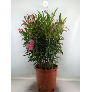 Nerium oleander   ...