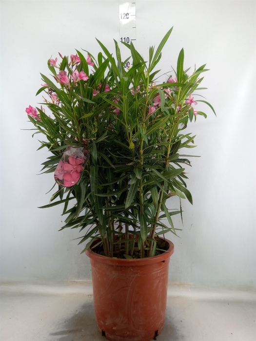 <h4>Nerium oleander   ...</h4>