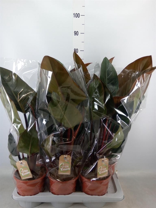<h4>Philodendron ...</h4>