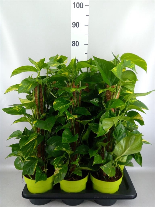 <h4>Epipremnum pinn.   ...moss stick</h4>