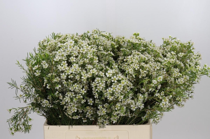 <h4>Chamelaucium Ofir</h4>