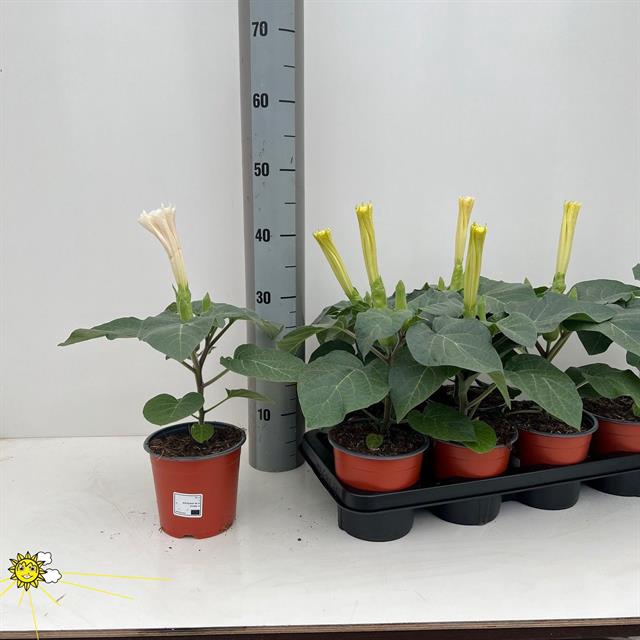 DATURA