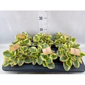 Peperomia obt. 'Obtipan Bicolor'