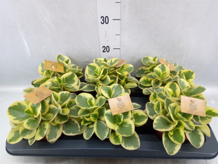 <h4>Peperomia obt. 'Obtipan Bicolor'</h4>