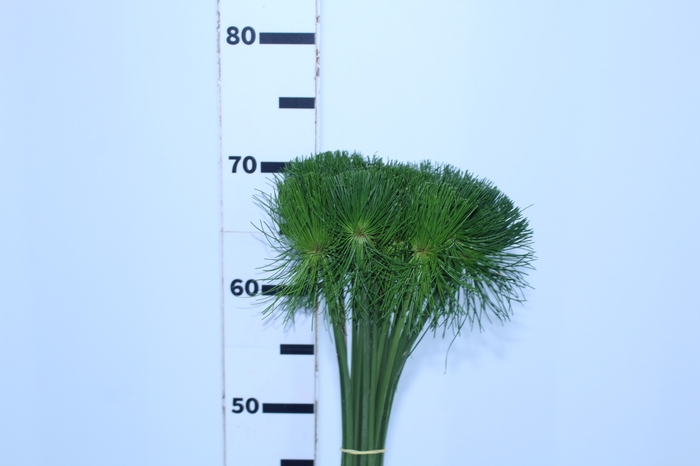 FOLHAGEM PAPIRUS MINI